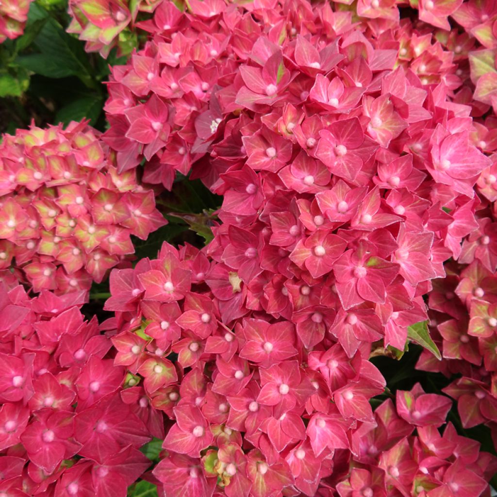 Hortensia - Hydrangea macrophylla Rebellion Red Love