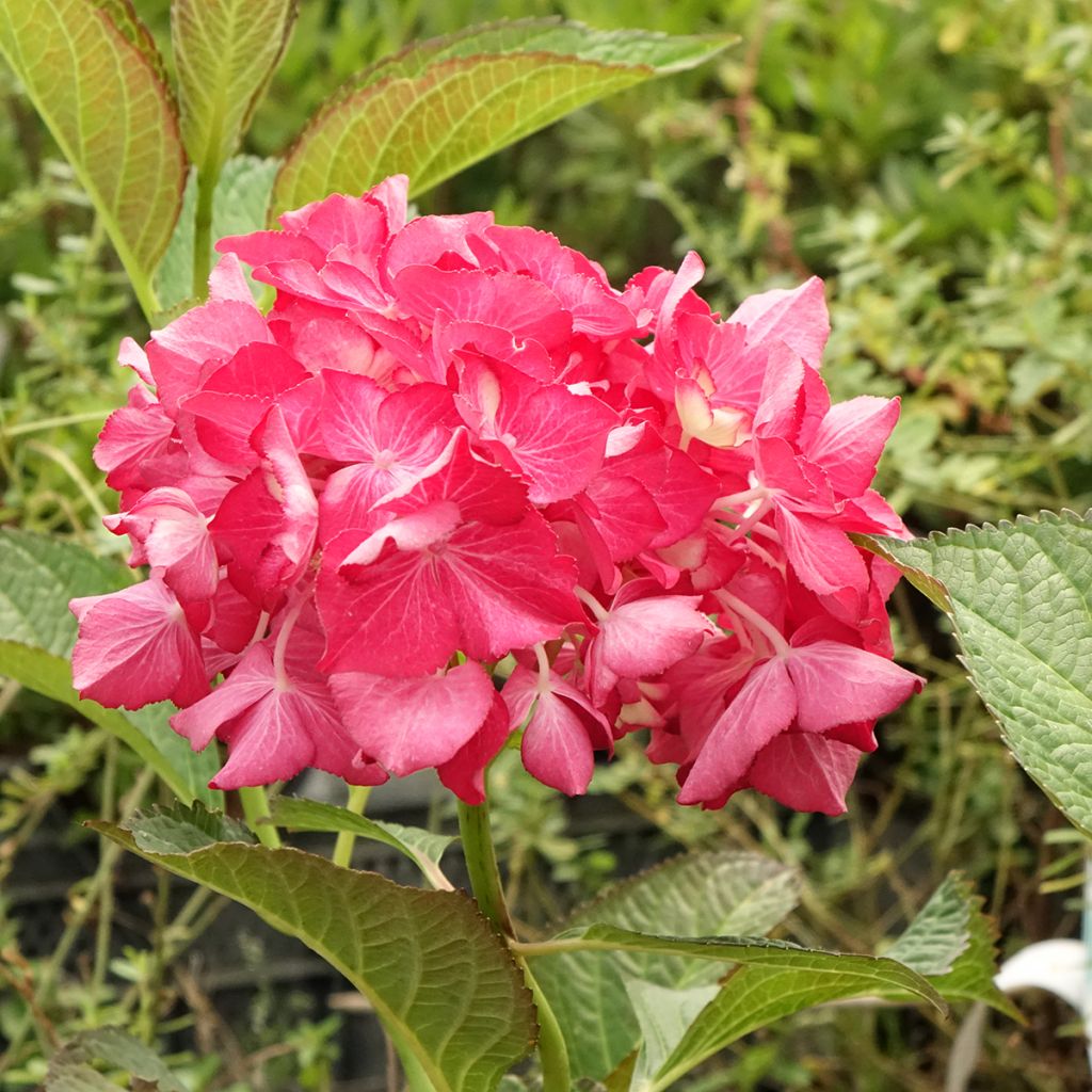 Hydrangea macrophylla Dutch Ladies Selma - Bauernhortensie