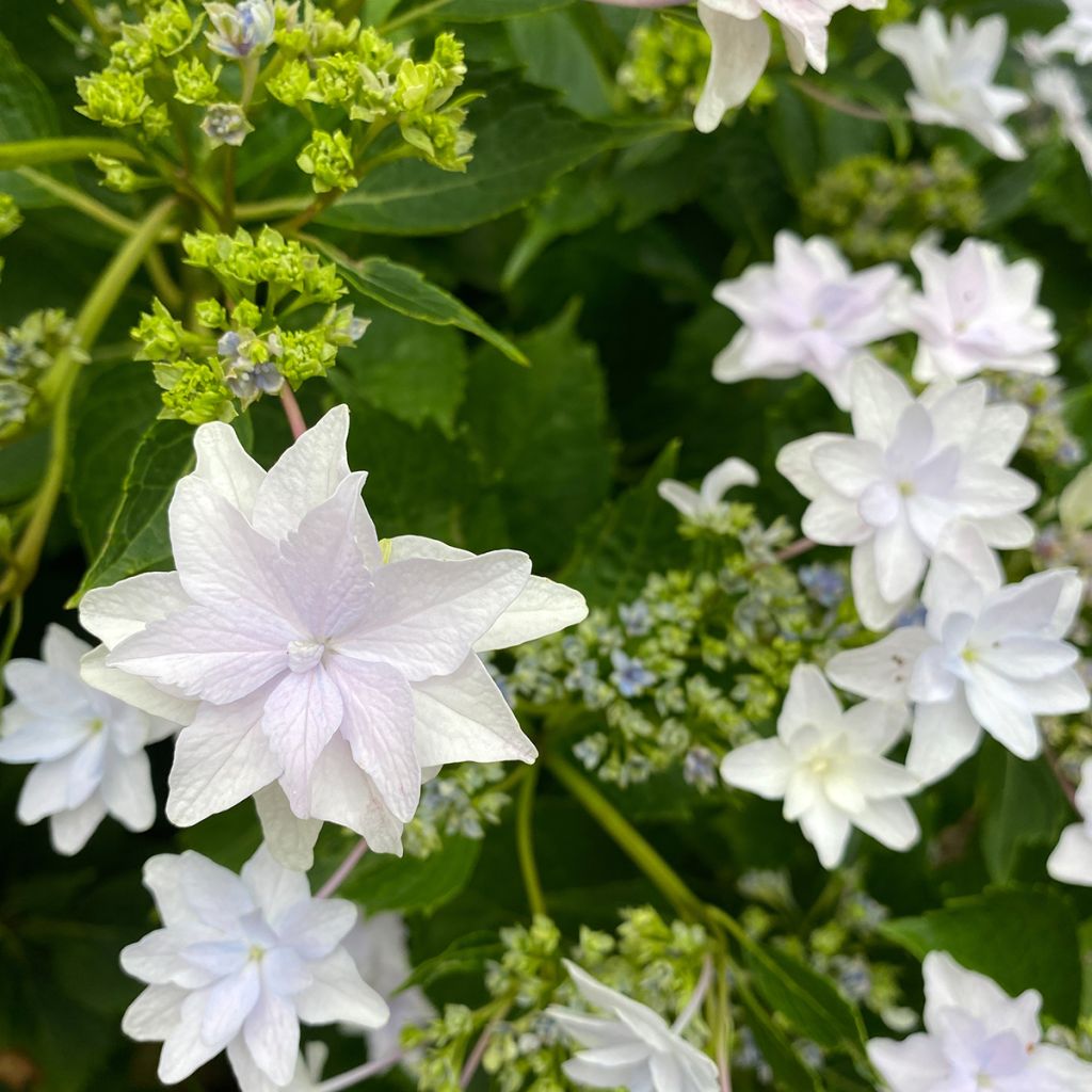 Hydrangea macrophylla Shooting Star - Bauernhortensie