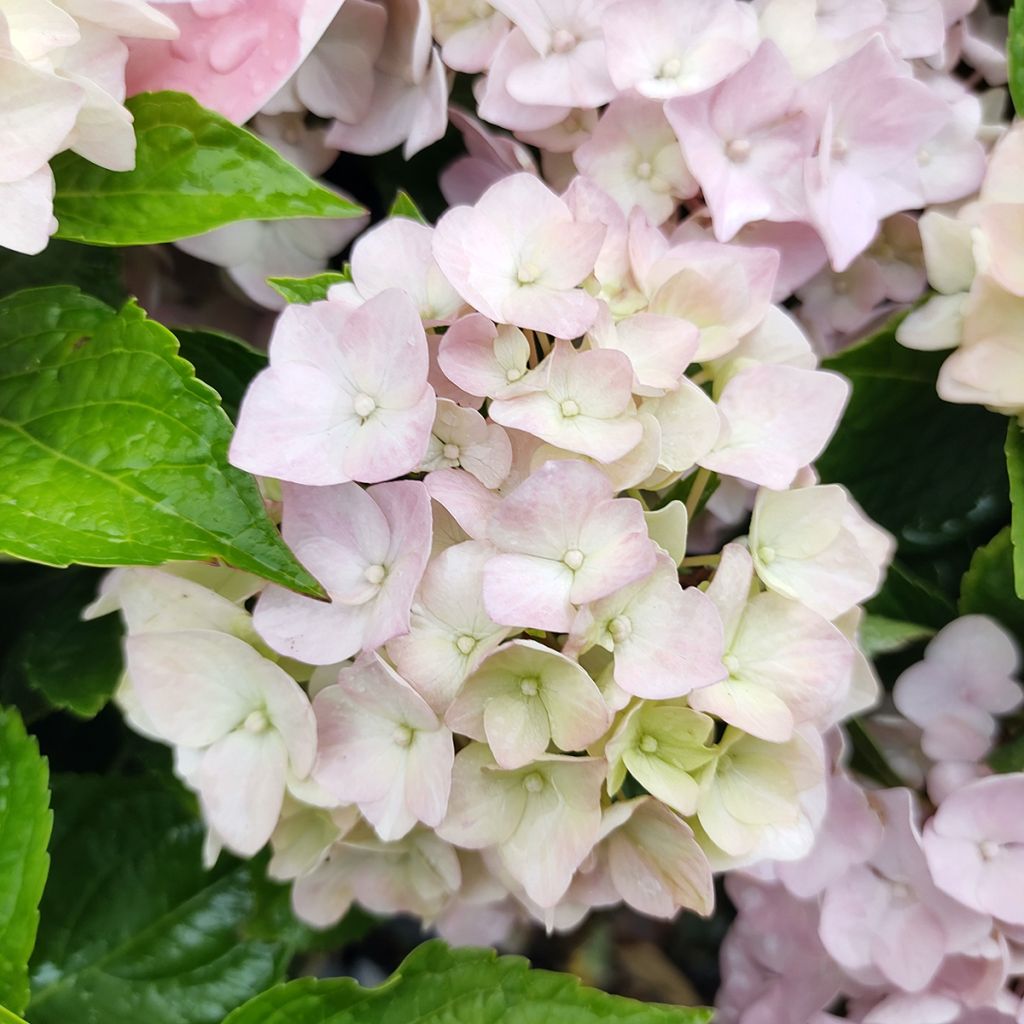 Hydrangea macrophylla Soft Pink Salsa - Bauernhortensie