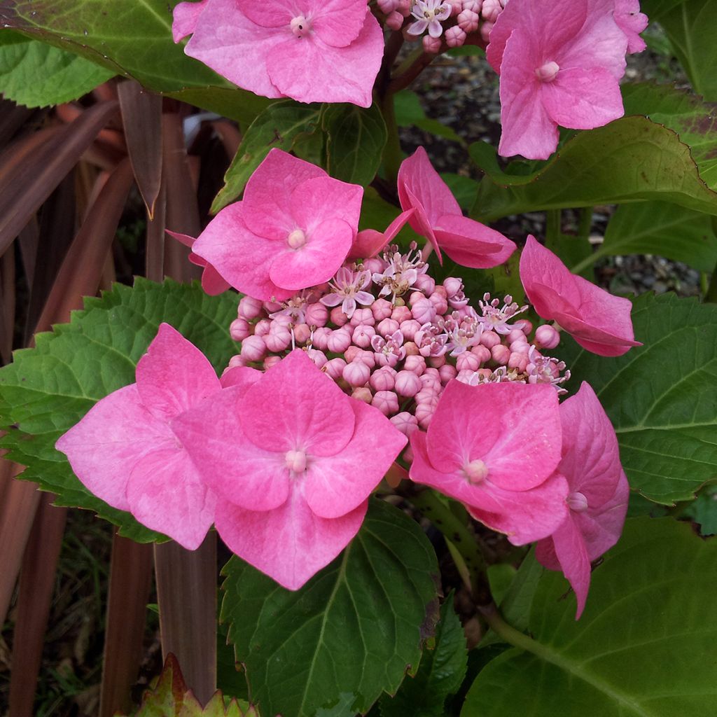 Hydrangea macrophylla Teller Pink - Bauernhortensie