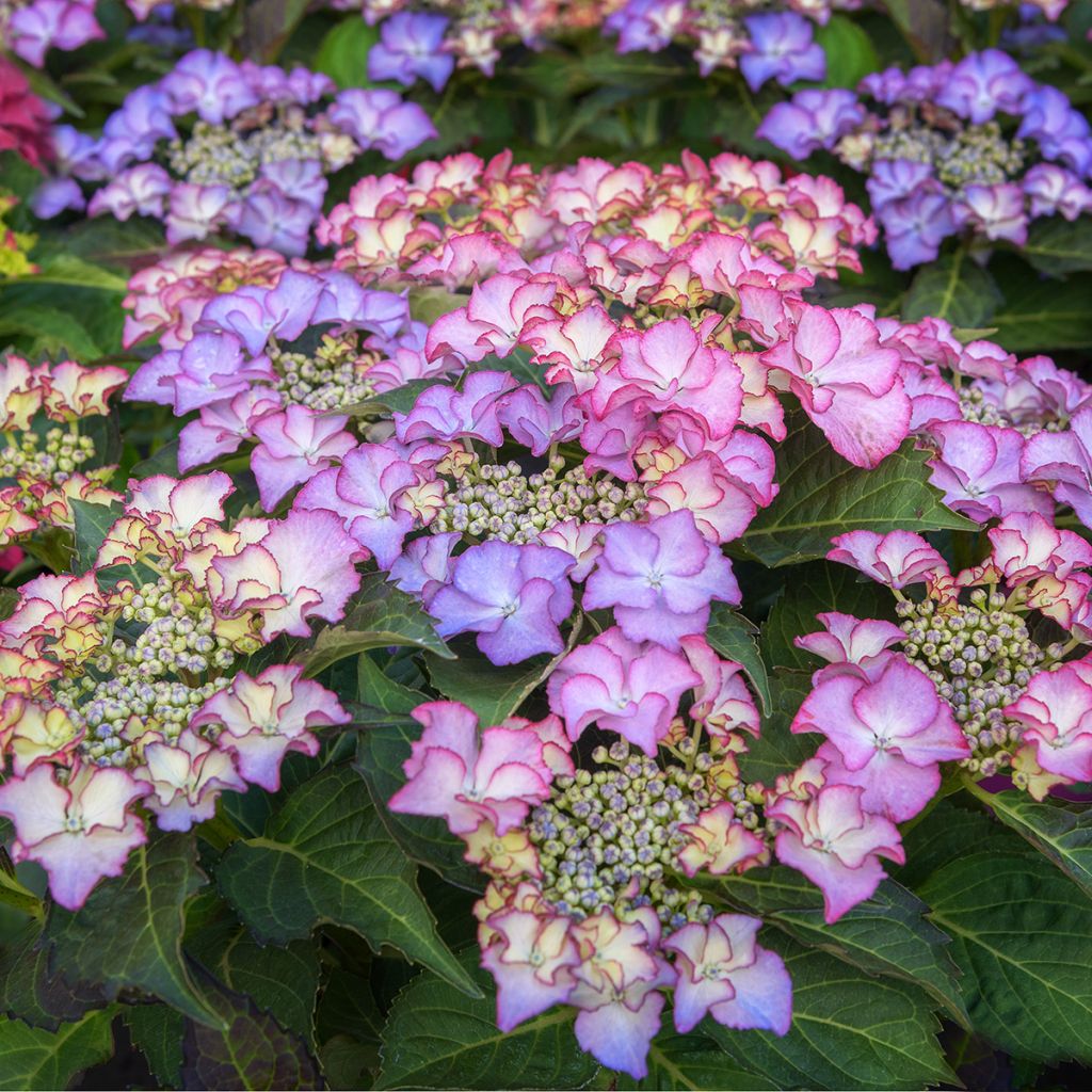 Hydrangea macrophylla Tiffany - Bauernhortensie