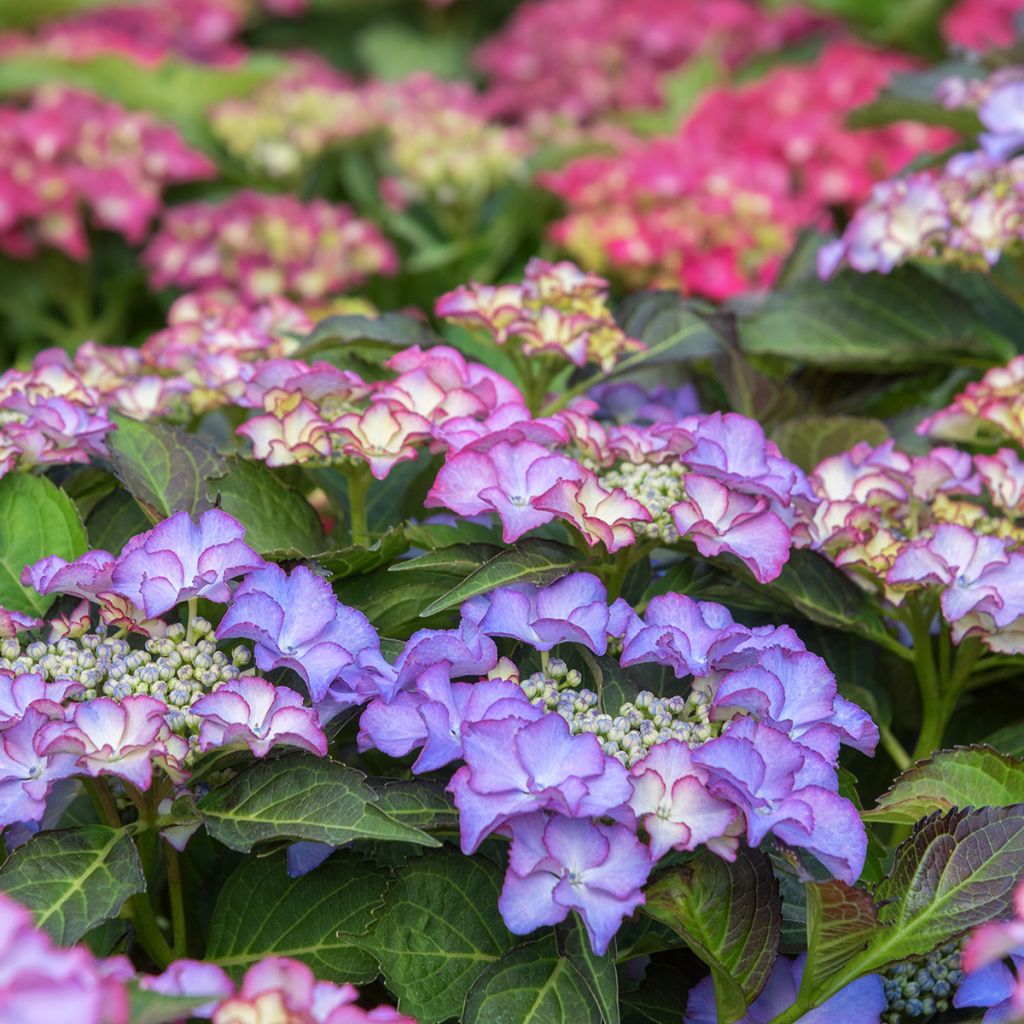 Hydrangea macrophylla Tiffany - Bauernhortensie