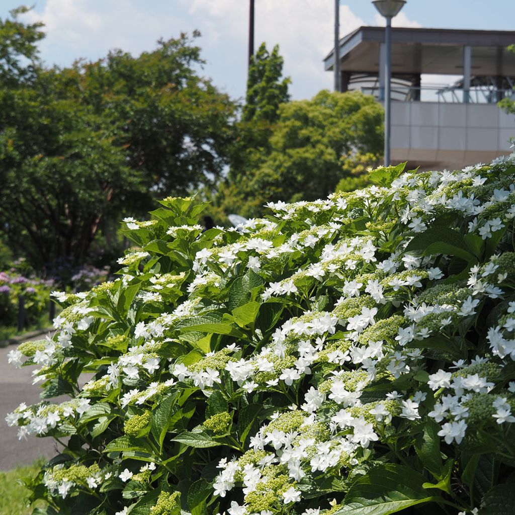 Hydrangea macrophylla Wedding Gown - Bauernhortensie