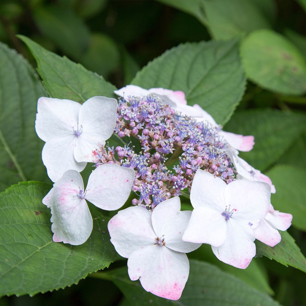 Hydrangea macrophylla White Wave - Bauernhortensie