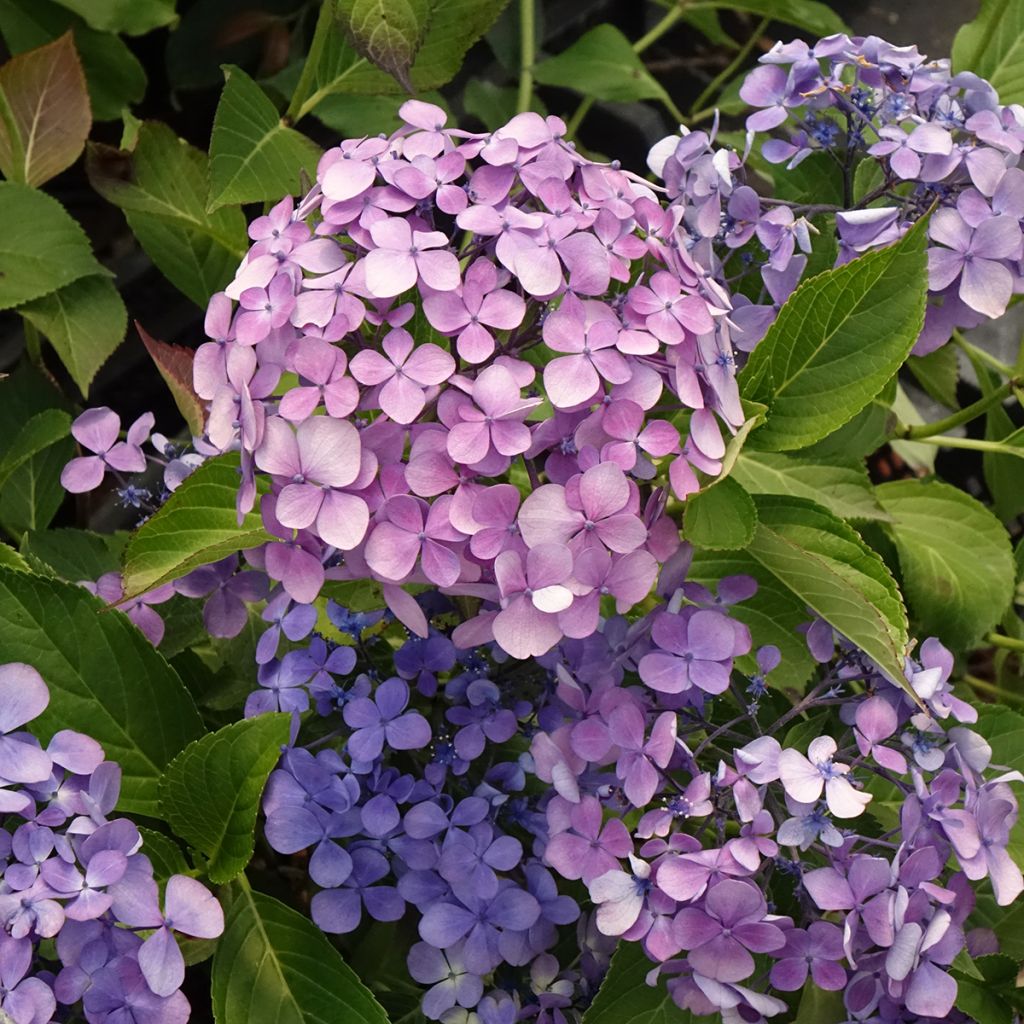Hydrangea macrophylla Yamato - Bauernhortensie