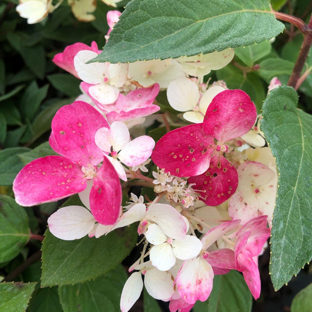 Hortensia - Hydrangea paniculata Diamant Rouge