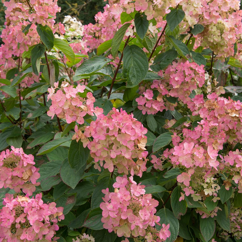 Rispenhortensie Pink Diamond - Hydrangea paniculata