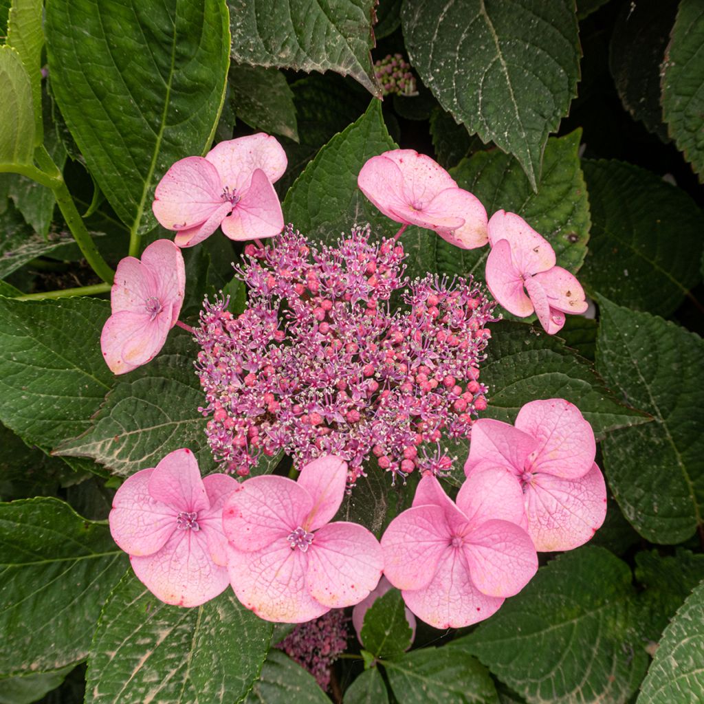 Hydrangea serrata Avelroz - Tellerhortensie