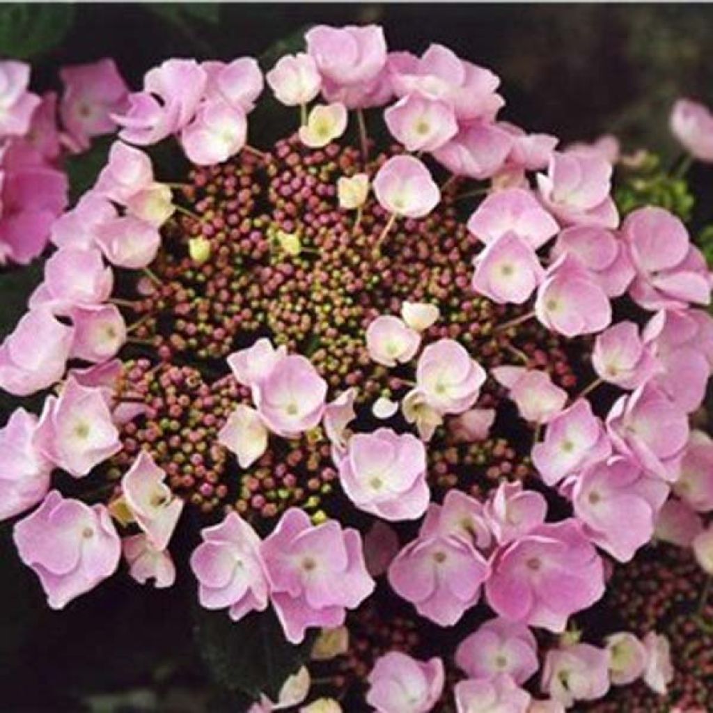 Hydrangea macrophylla Nanping - Bauernhortensie