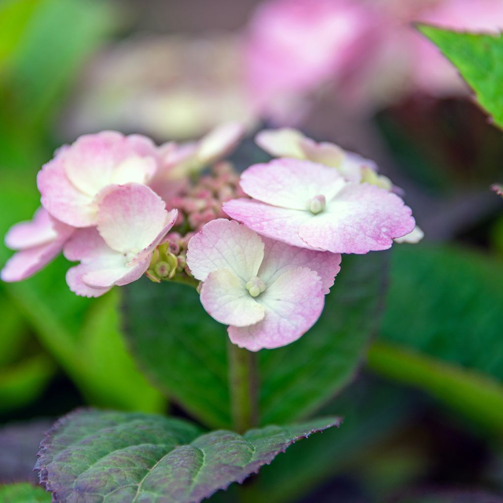 Hydrangea Daredevil - Tellerhortensie
