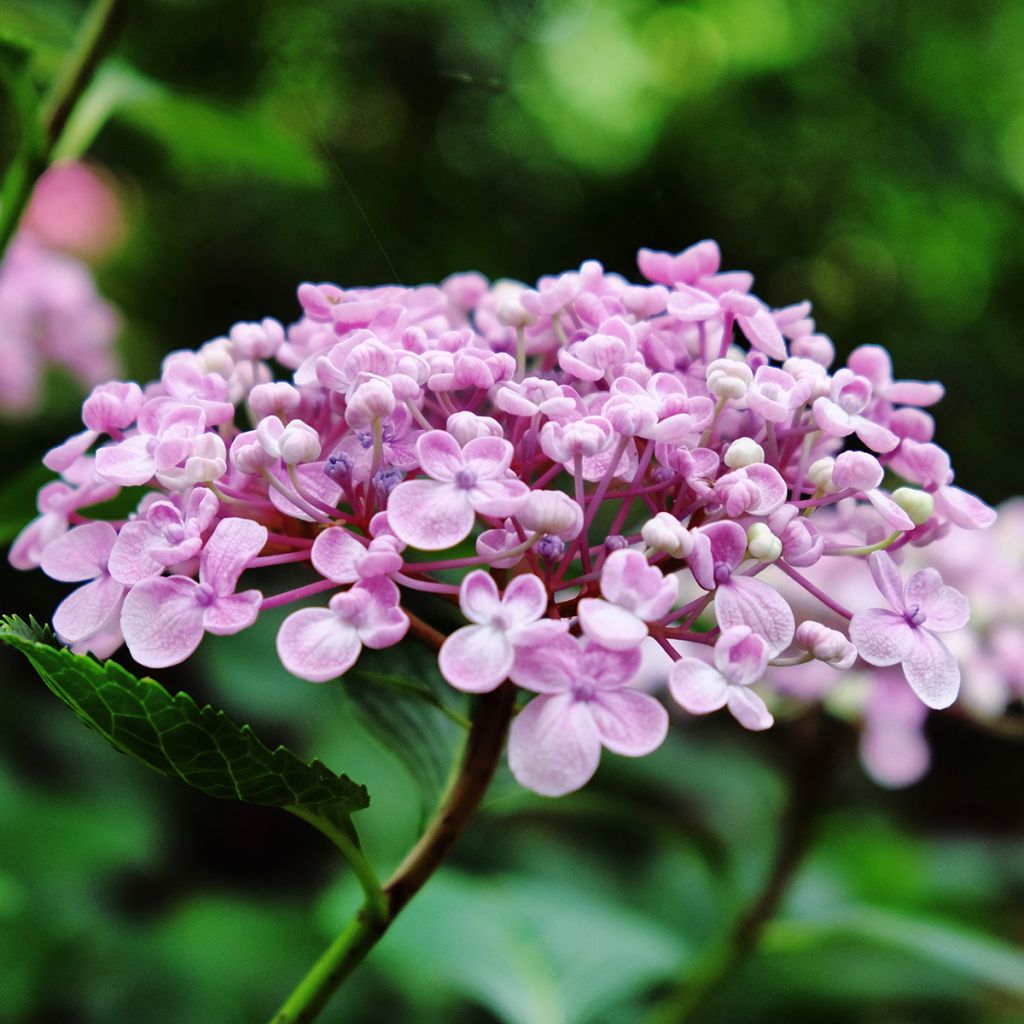Hydrangea macrophylla Ayesha - Bauernhortensie