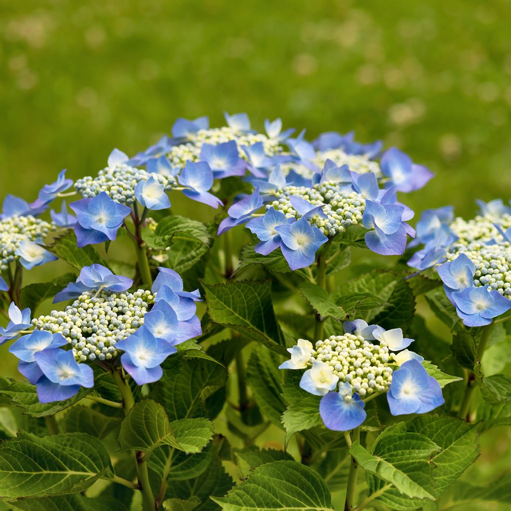 Hydrangea macrophylla Teller Blue - Bauernhortensie
