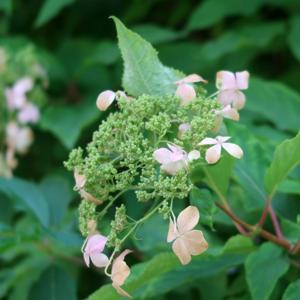 Rispenhortensie Dharuma - Hydrangea paniculata