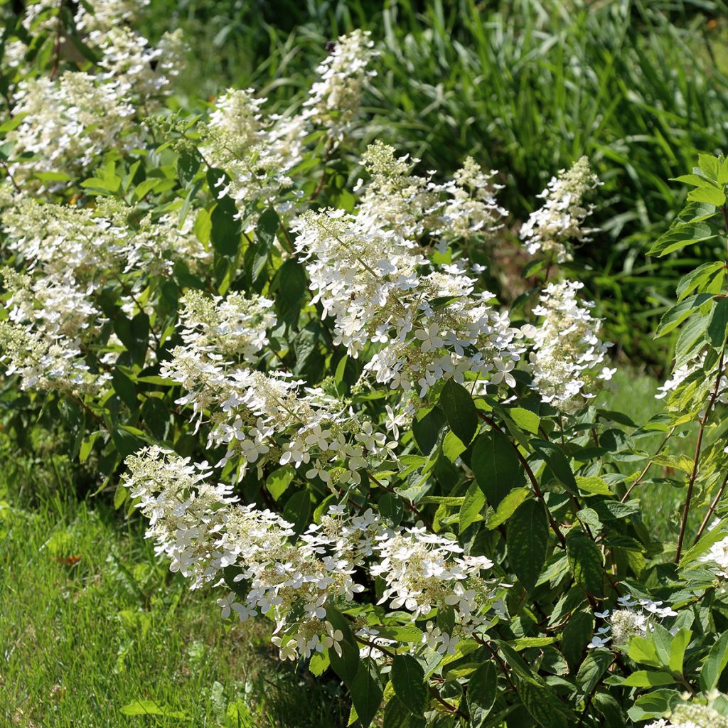 Rispenhortensie Tardiva - Hydrangea paniculata