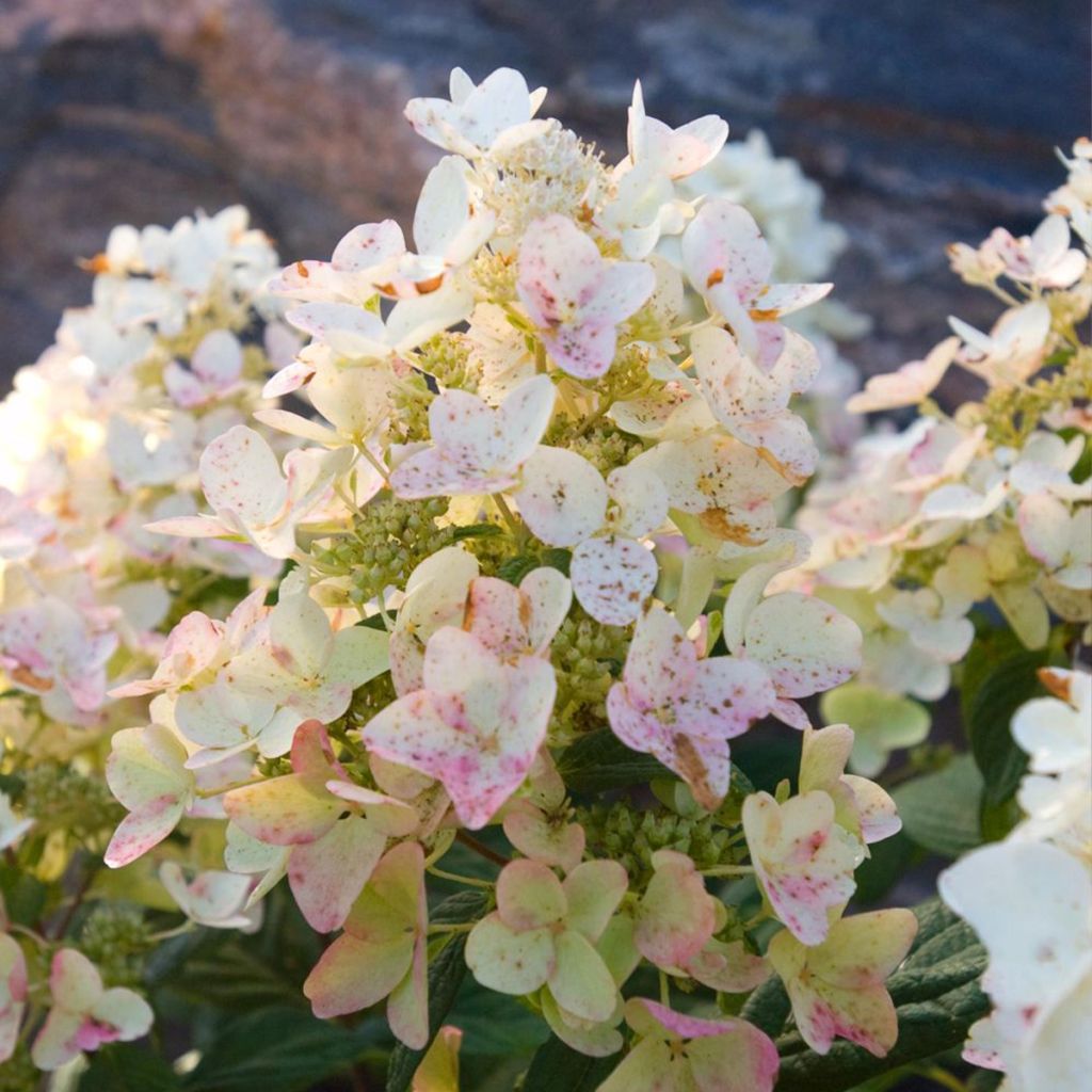 Rispenhortensie Tickled Pink - Hydrangea paniculata