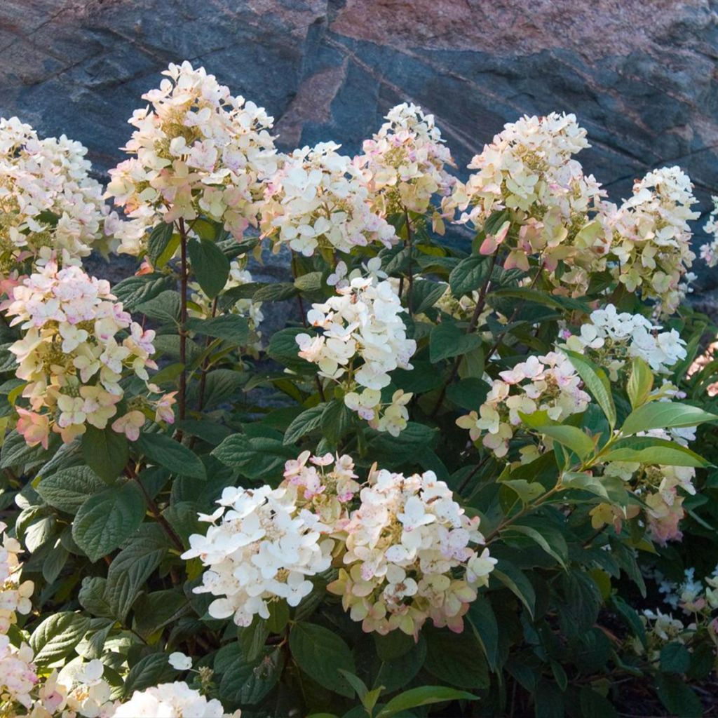 Rispenhortensie Tickled Pink - Hydrangea paniculata