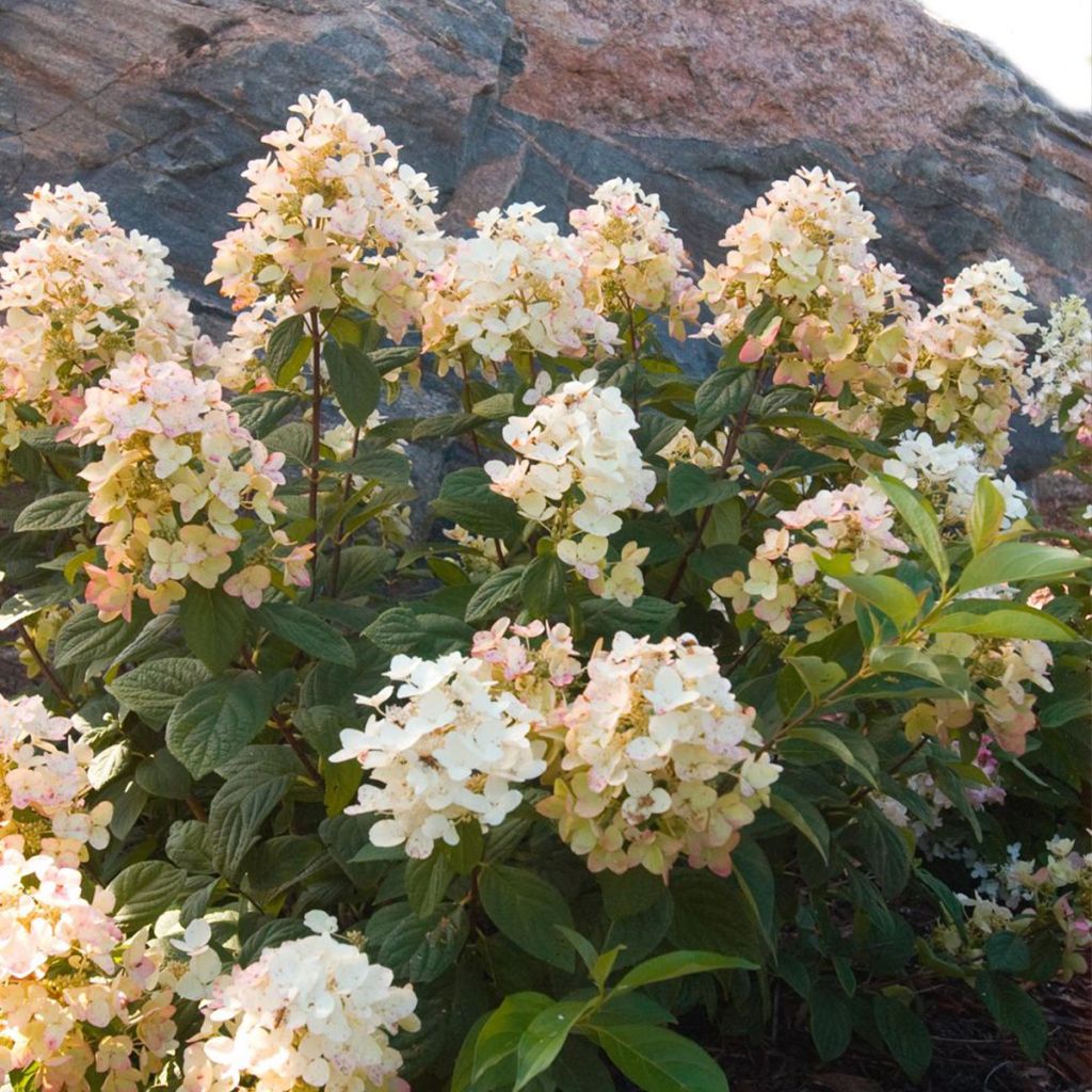 Rispenhortensie Tickled Pink - Hydrangea paniculata