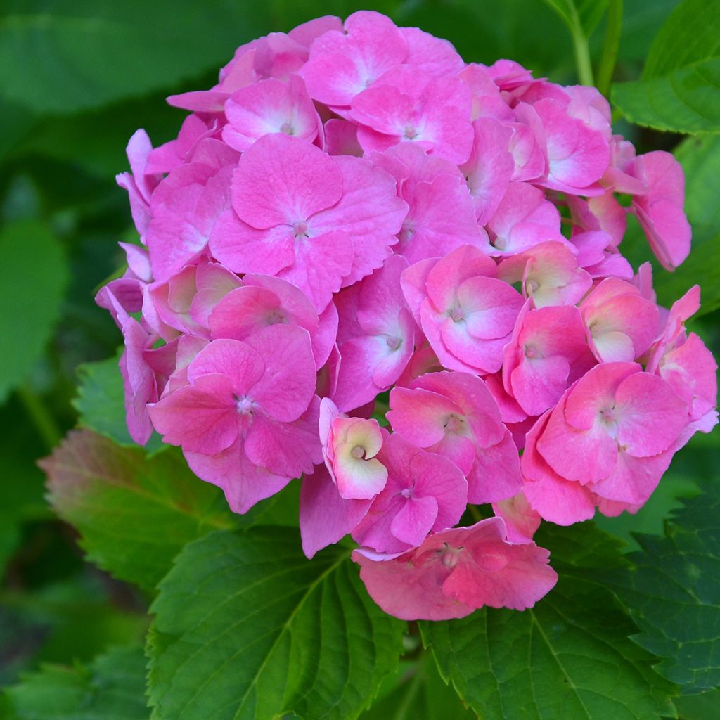 Hydrangea macrophylla Berlin - Bauernhortensie
