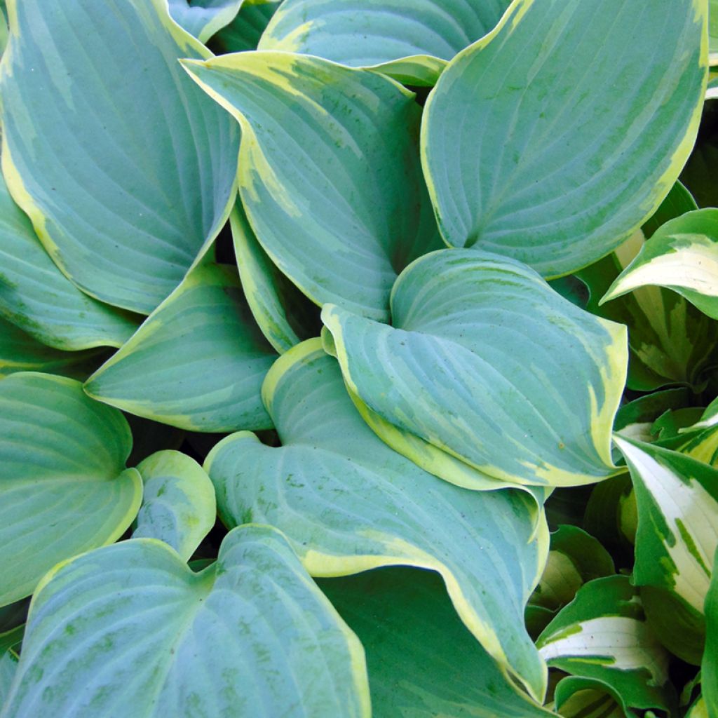Hosta Blue Flame - Garten-Funkie