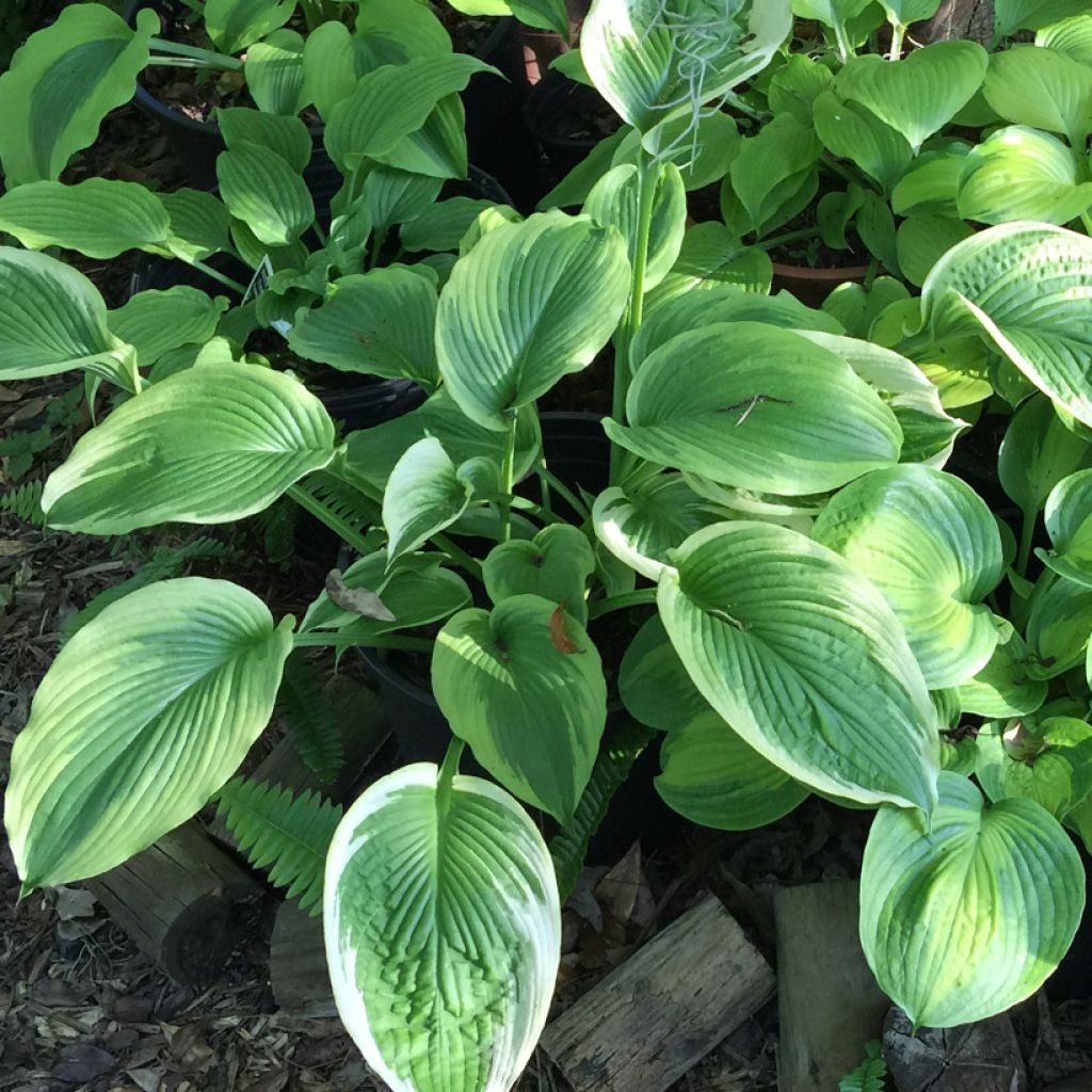 Hosta Bridal Falls - Garten-Funkie