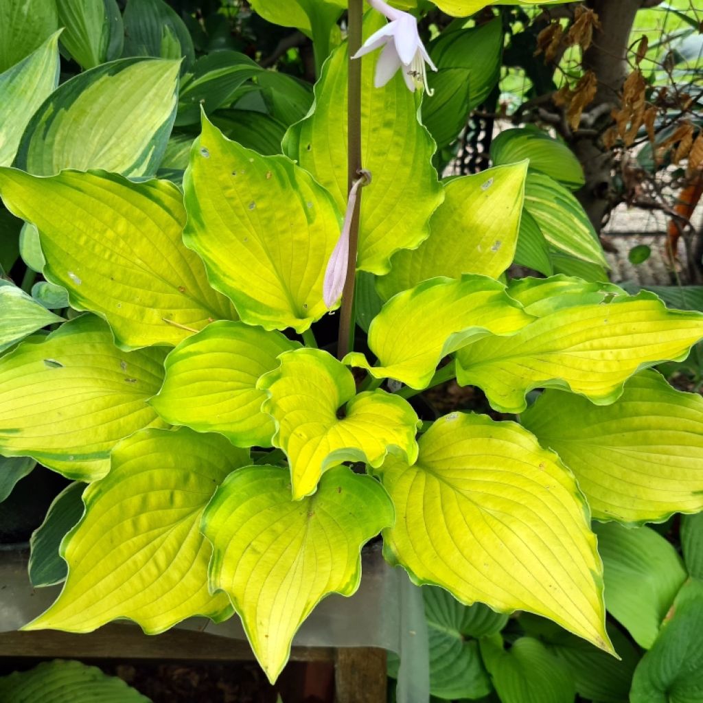 Hosta Django - Garten-Funkie