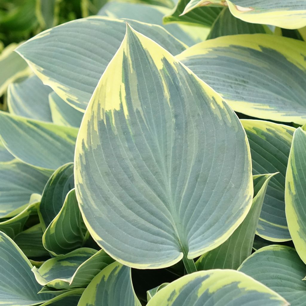 Hosta First Frost - Garten-Funkie
