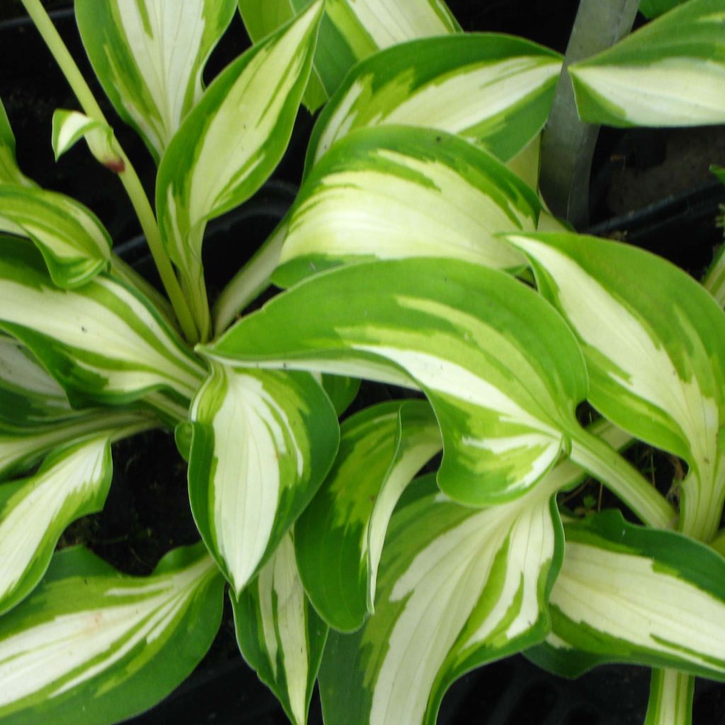 Hosta Joyce Trott - Garten-Funkie