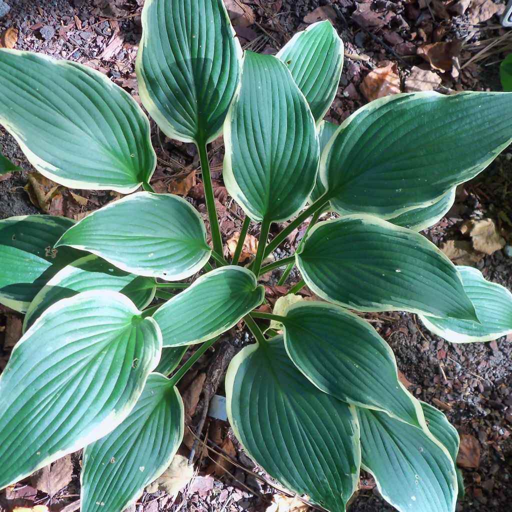 Hosta North Hills - Garten-Funkie