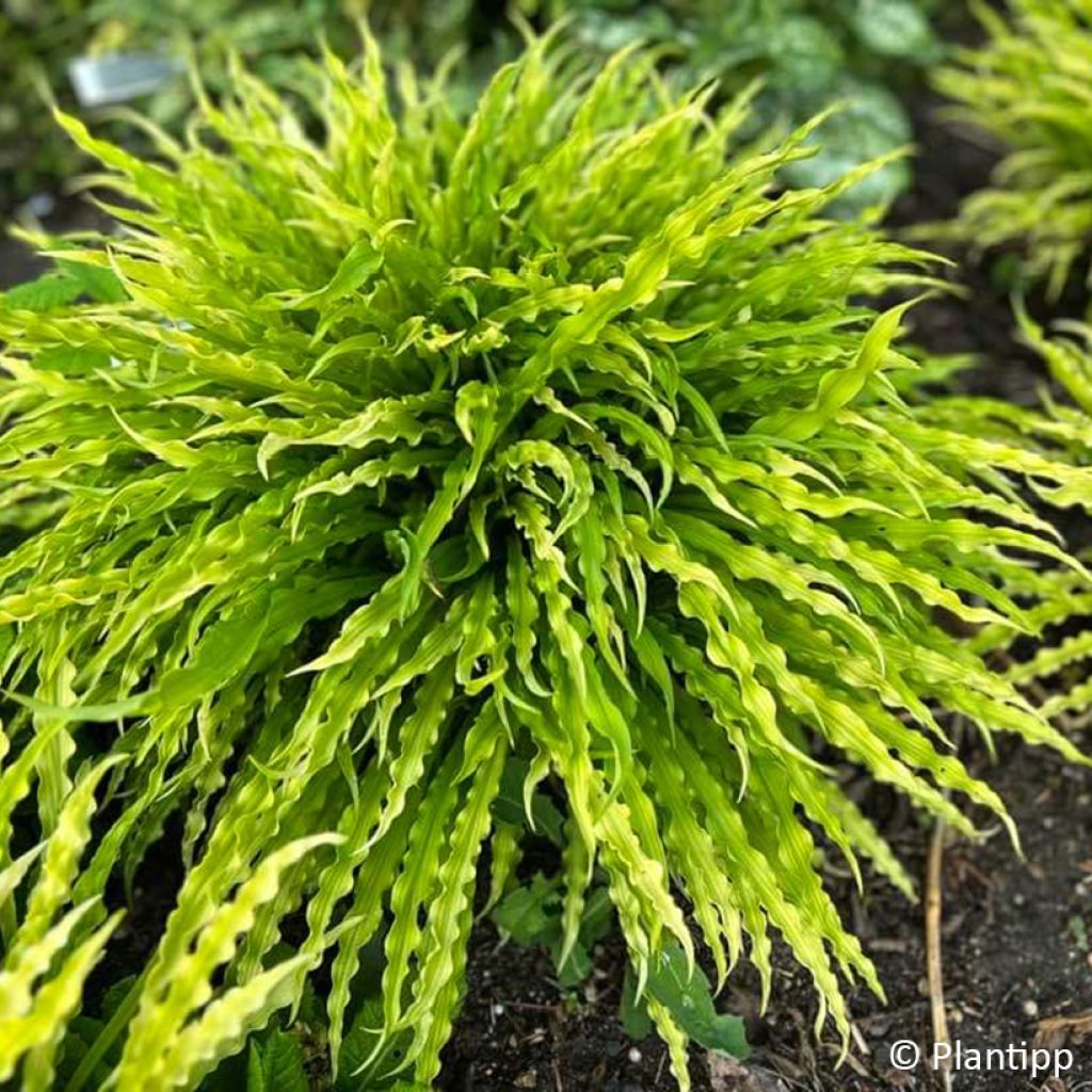 Hosta Party Streamers - Funkie