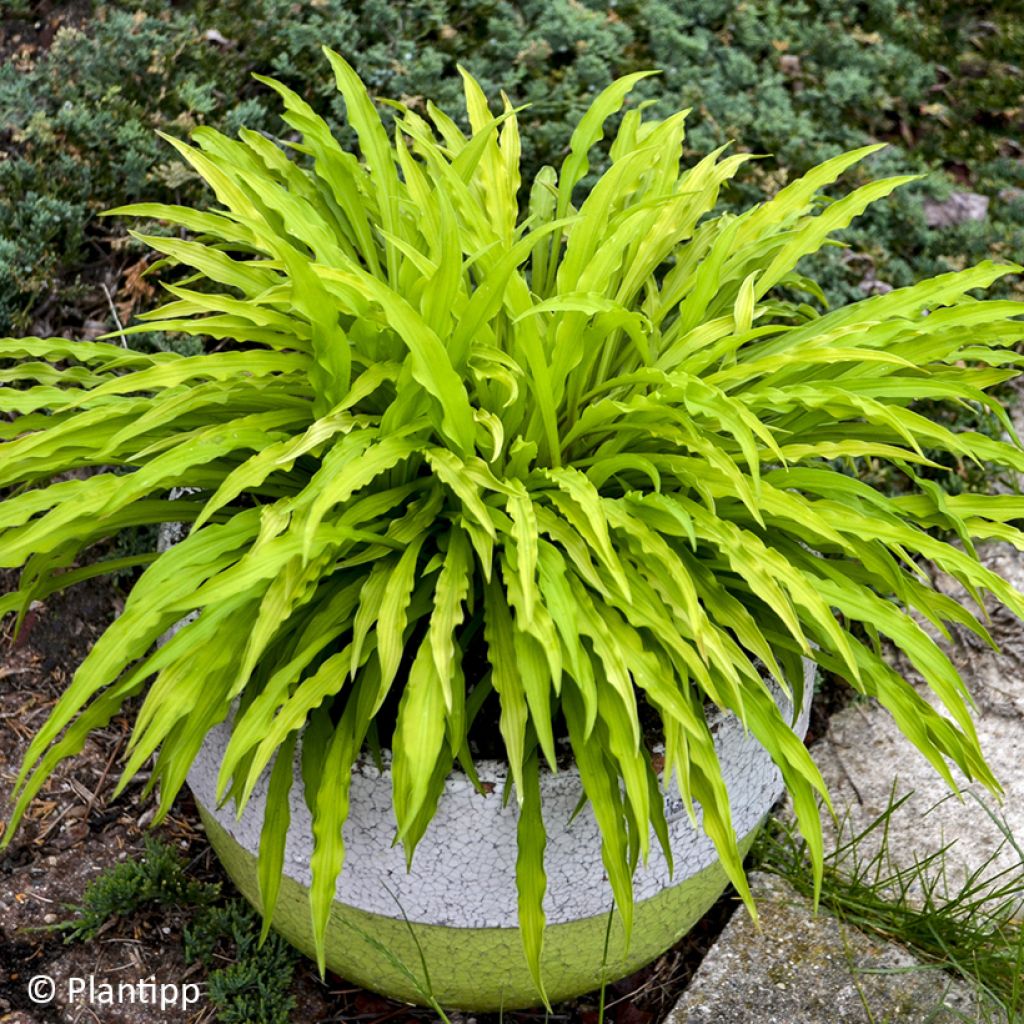 Hosta Party Streamers - Funkie