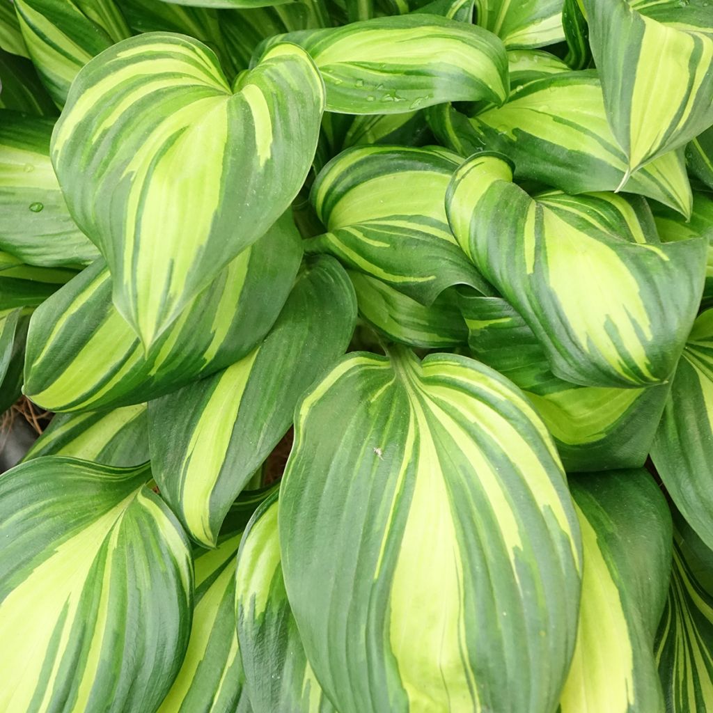 Hosta Rainbows End - Garten-Funkie