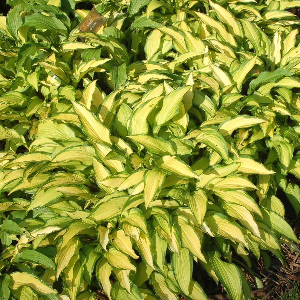 Hosta Sea Sprite - Garten-Funkie