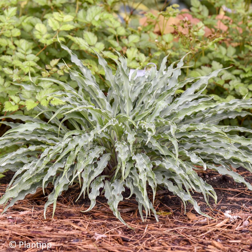 Hosta Silly String - Funkie