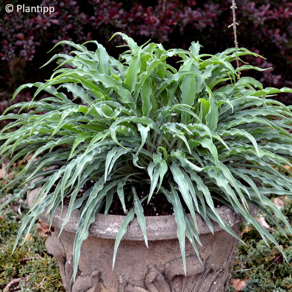 Hosta Silly String - Funkie