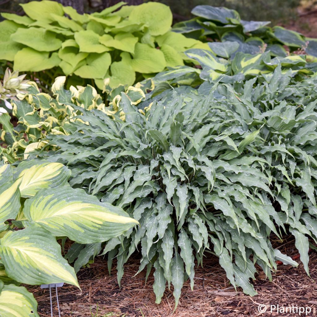 Hosta Silly String - Funkie