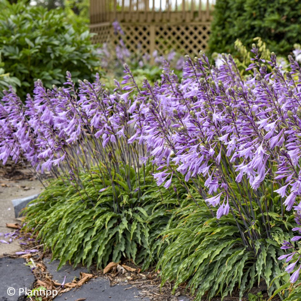 Hosta Silly String - Funkie