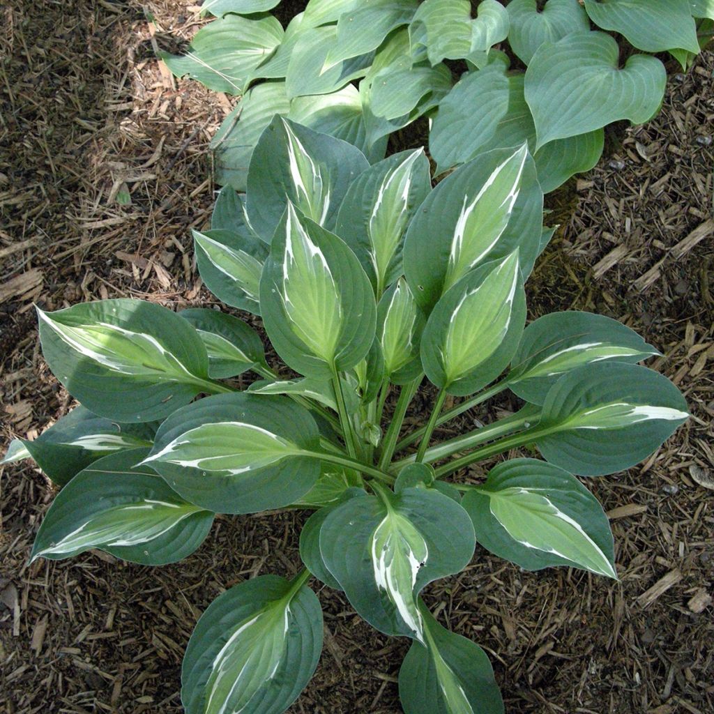 Hosta Snake Eyes - Garten-Funkie