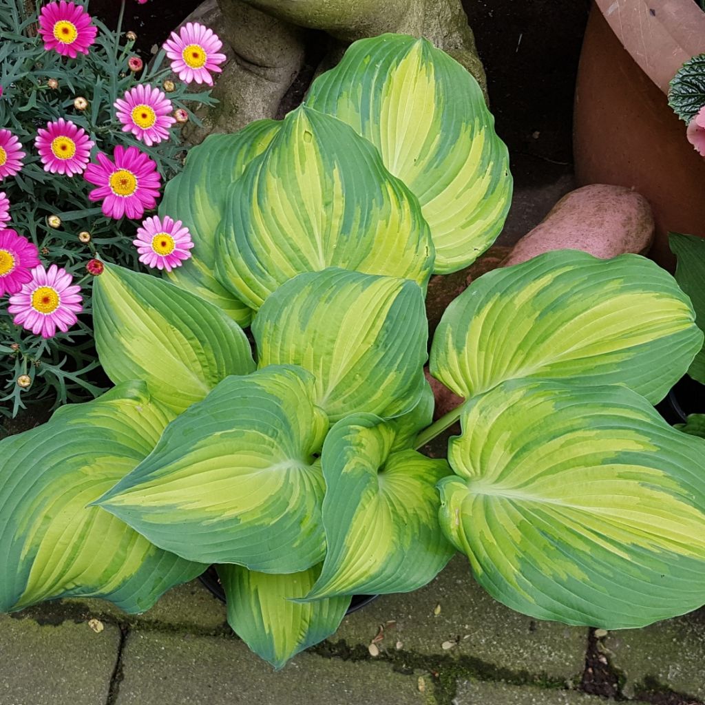 Hosta The Queen - Garten-Funkie