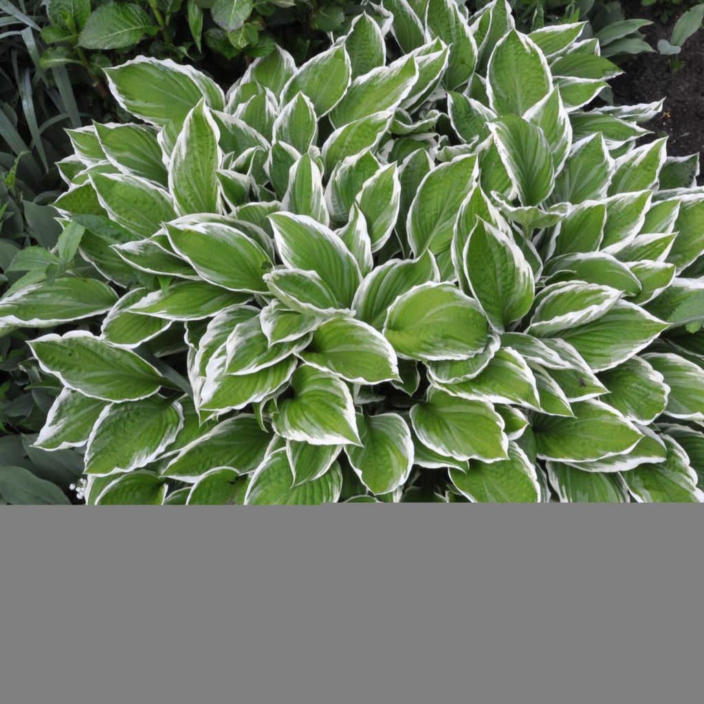 Hosta fortunei Albomarginata - Garten-Funkie
