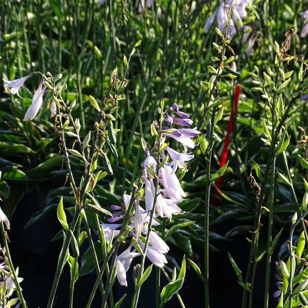 Hosta fortunei Francee - Garten-Funkie
