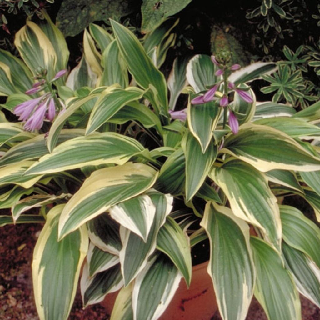 Hosta yellow splash rim - Garten-Funkie