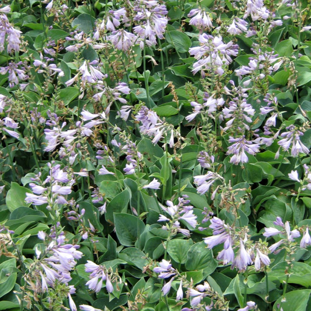 Hosta Hosta Blue Cadet - Garten-Funkie