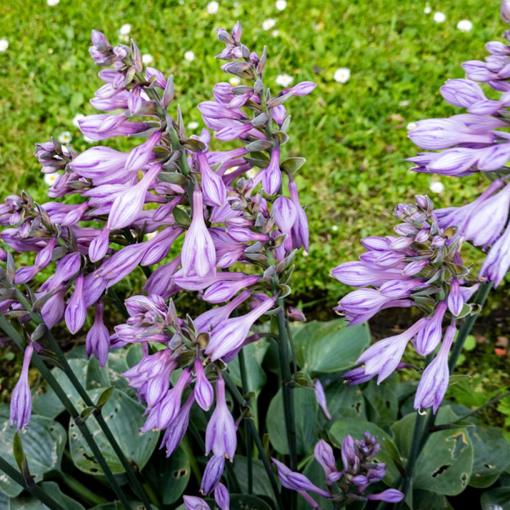 Hosta Hosta Blue Cadet - Garten-Funkie