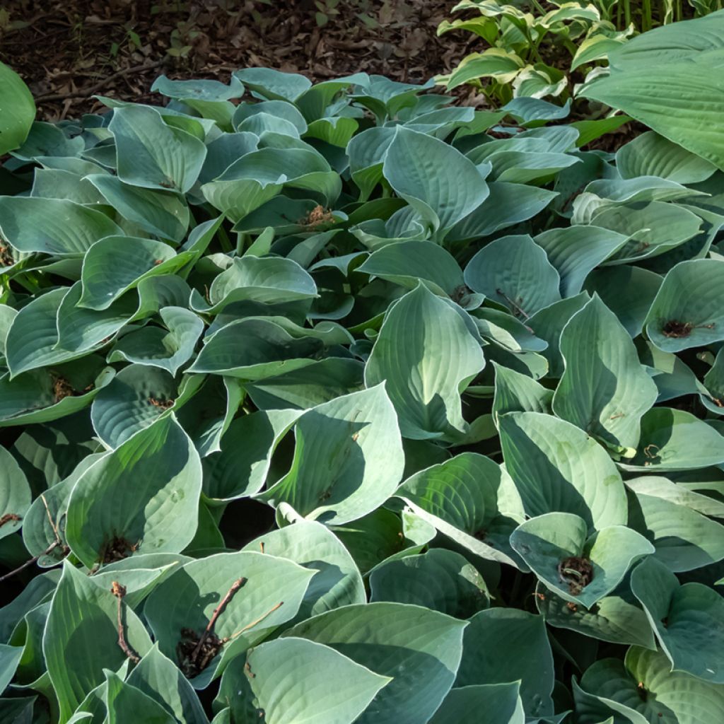 Hosta Hosta Blue Cadet - Garten-Funkie