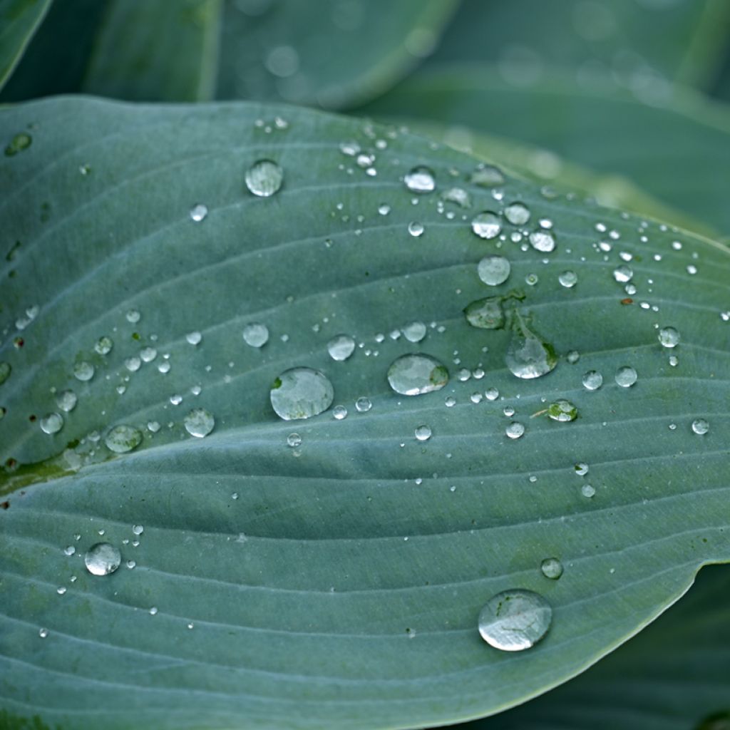 Hosta Hosta Blue Cadet - Garten-Funkie