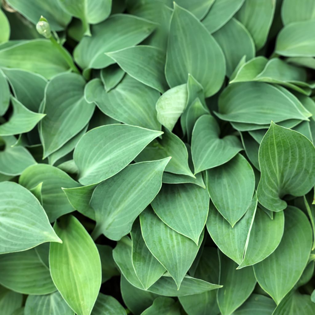 Hosta Hosta Blue Cadet - Garten-Funkie