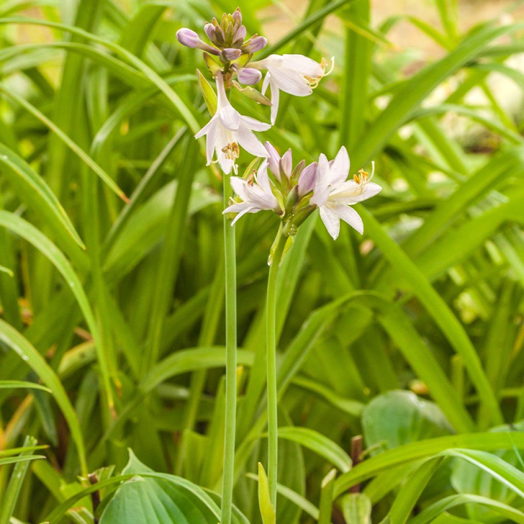 Hosta Hosta Blue Cadet - Garten-Funkie