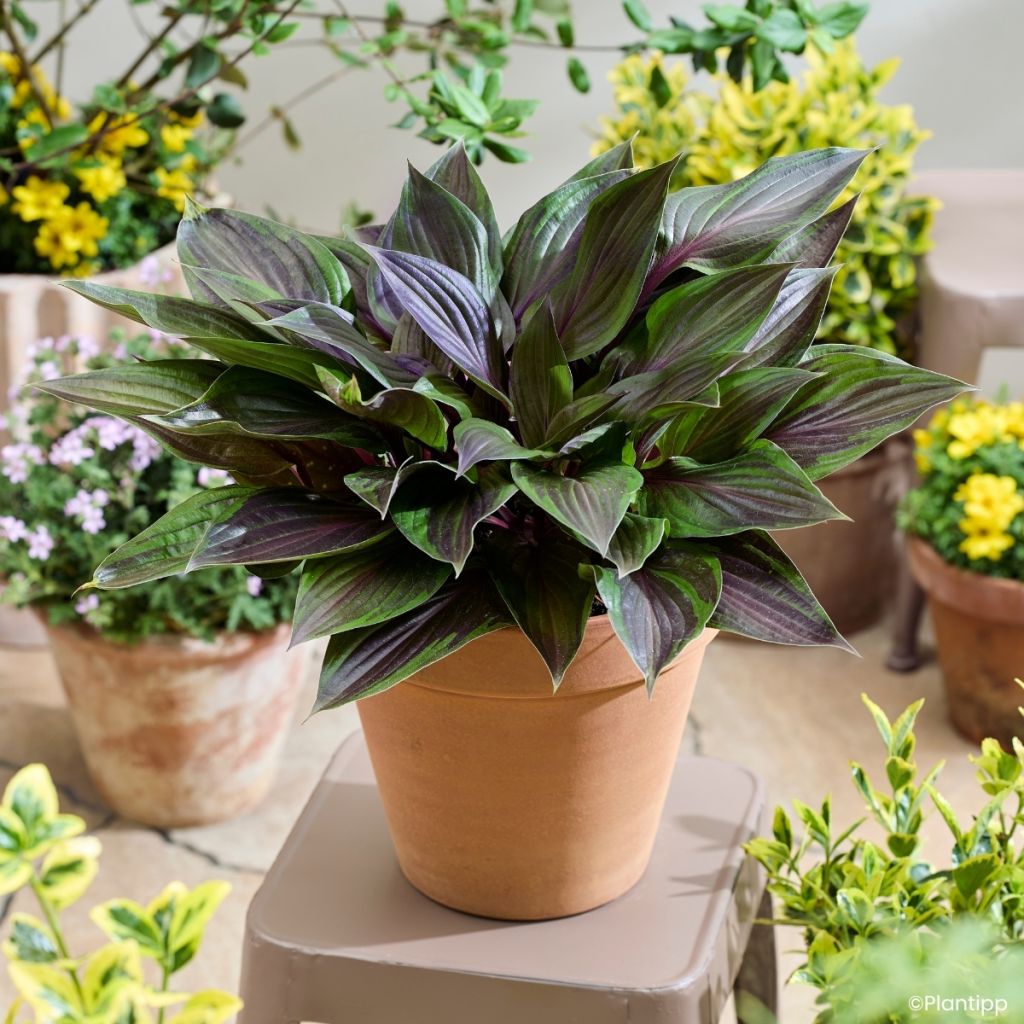 Hosta Red Ninja - Garten-Funkie