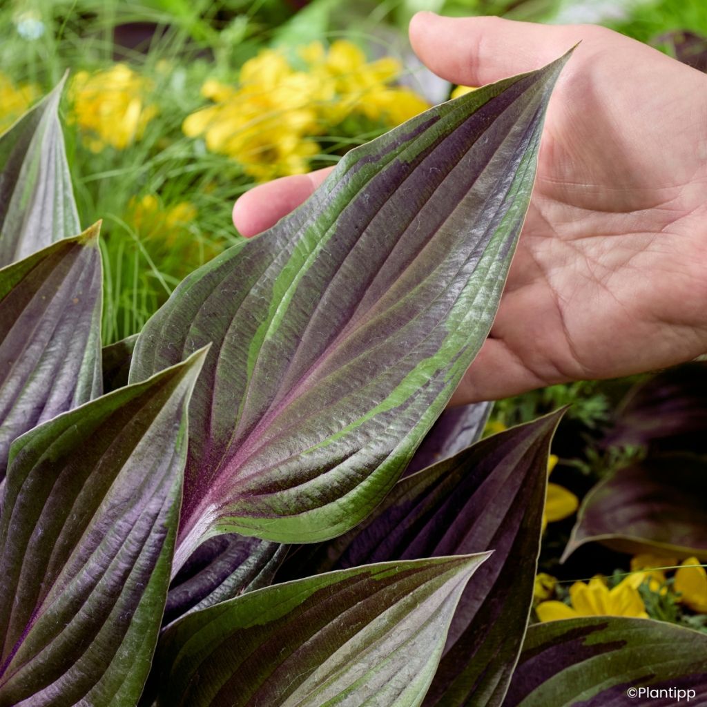 Hosta Red Ninja - Garten-Funkie